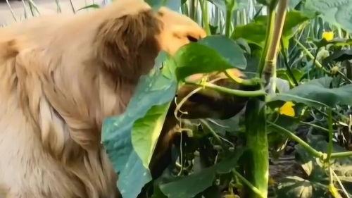 儿童在菜园吃瓜,菜园里的小瓜乐园